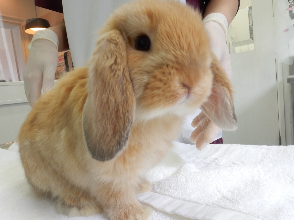 子うさぎの里親さん募集 里親さんが決まりました Nana ナナ ペットクリニック 横浜市泉区の動物病院 立場駅徒歩3分 犬 猫 うさぎ ハムスターを診察